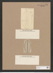 Navicula inhalata A.Schm. (de-Toni-Nr.: Genus 1, Species 344) Zeichnungen Sammlung Grunow Nr. 792 (NHMW-BOT-W0367207)